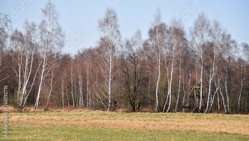 Fototapeta Naklejka Na Ścianę i Meble -  Wiosenny pejzaż