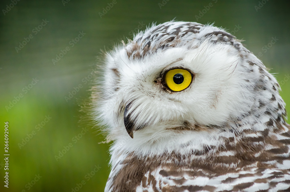 Obraz premium Portrait of a Snowy Owl (Bubo Scandiacus)