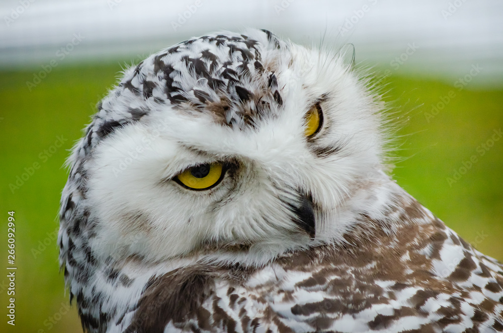 Obraz premium Portrait of a Snowy Owl (Bubo Scandiacus)