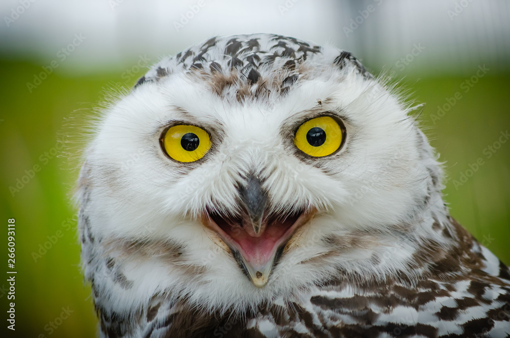 Obraz premium Portrait of a Snowy Owl (Bubo Scandiacus)