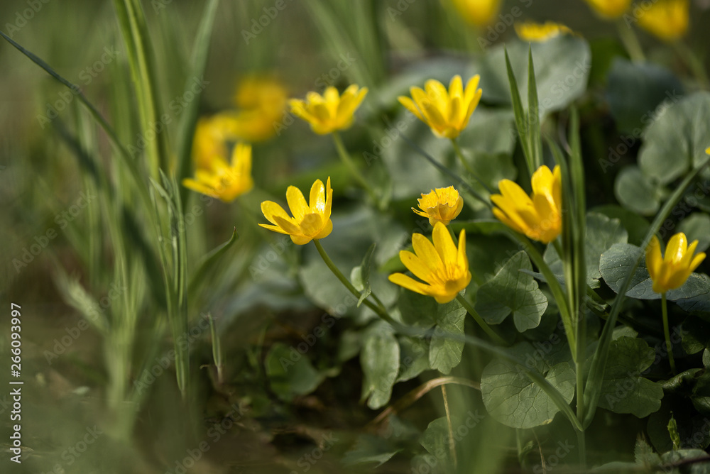Obraz premium the first yellow flowers in the spring forest