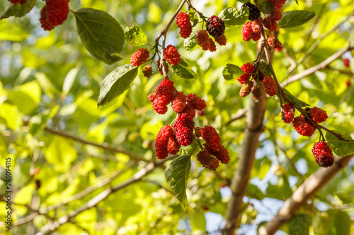 Ripe red and purple berries of mulberry on a fruit tree under the bright sun