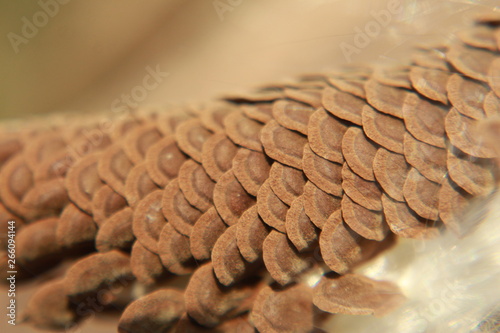 Extreme close-up Of Calotropis gigantea (crown flower,Booc Booc and milkweed) seeds.The seeds are compressed, broadly ovoid, with a tufted micropylar coma. photo