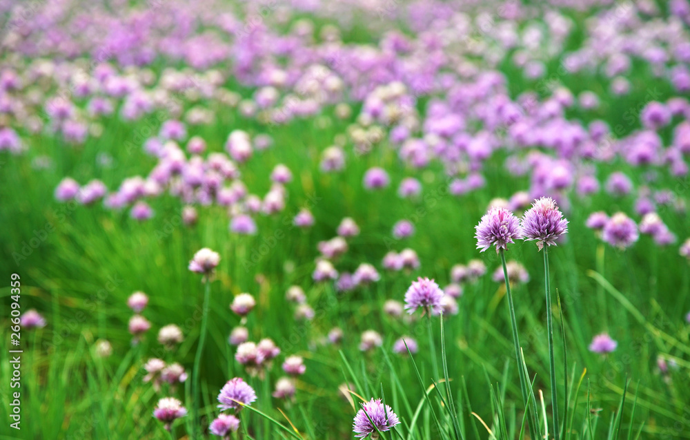 Field of Blooming Chives Flower       