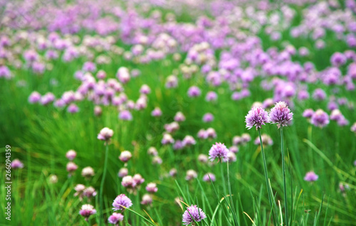 Field of Blooming Chives Flower 