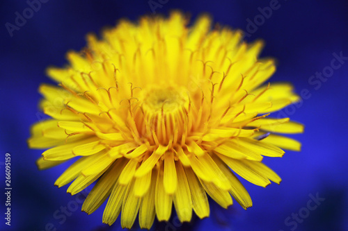 dandelion closeup