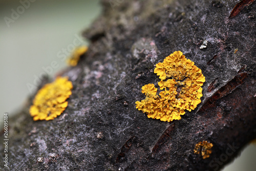 yellow lichen on the bark