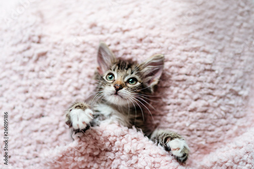 Fototapeta Naklejka Na Ścianę i Meble -  Cute little kitten lying on fur pink blanket