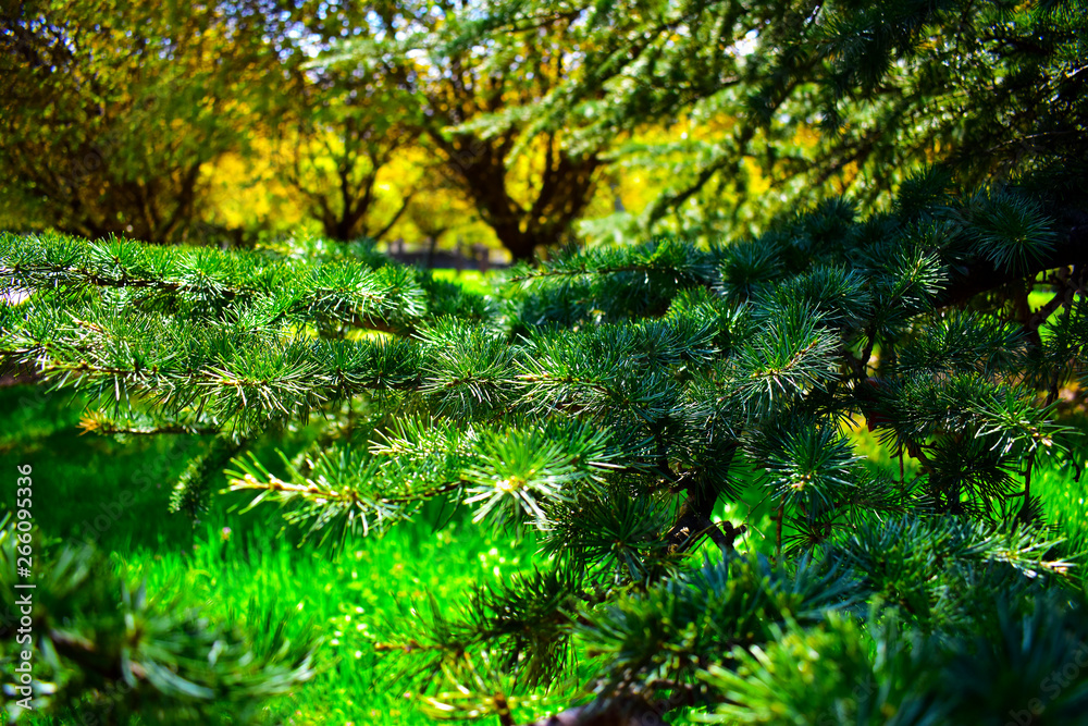 green leaves in the forest