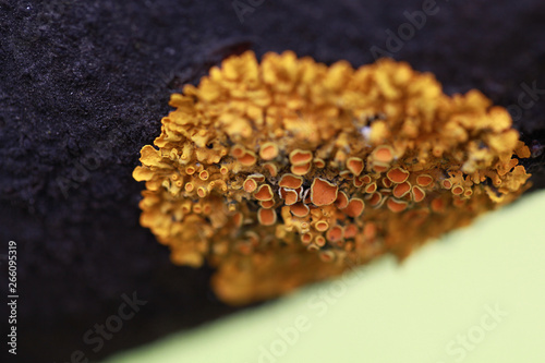 yellow lichen on the bark closeup