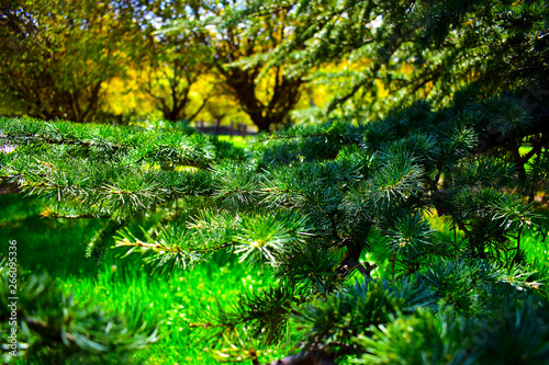 green leaves in the forest