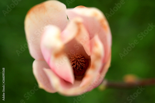 magnolia flower on green background inside