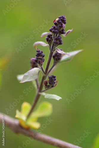 lilac buds closeup