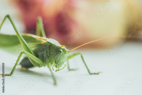 Locust or grasshopper on a white table close-up on a blurred background. live green harmful insect in macro. katydid. copy space