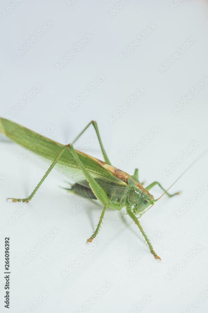 Locust or grasshopper on a white table close-up on a blurred background. live green harmful insect in macro. katydid. copy space. vertical Locust or grasshopper on a white table close-up on a blurred background. live green harmful insect in macro. katydid. copy space. vertical