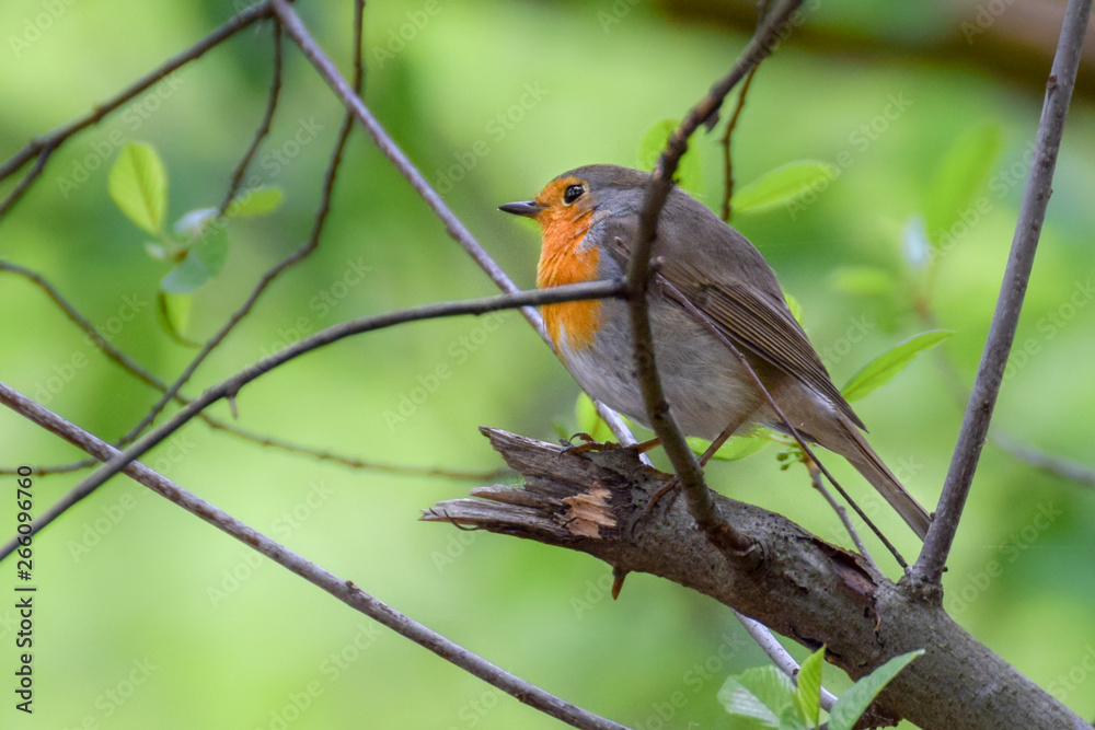Robin on a branch with a bright green background Robin on a branch with a bright green background