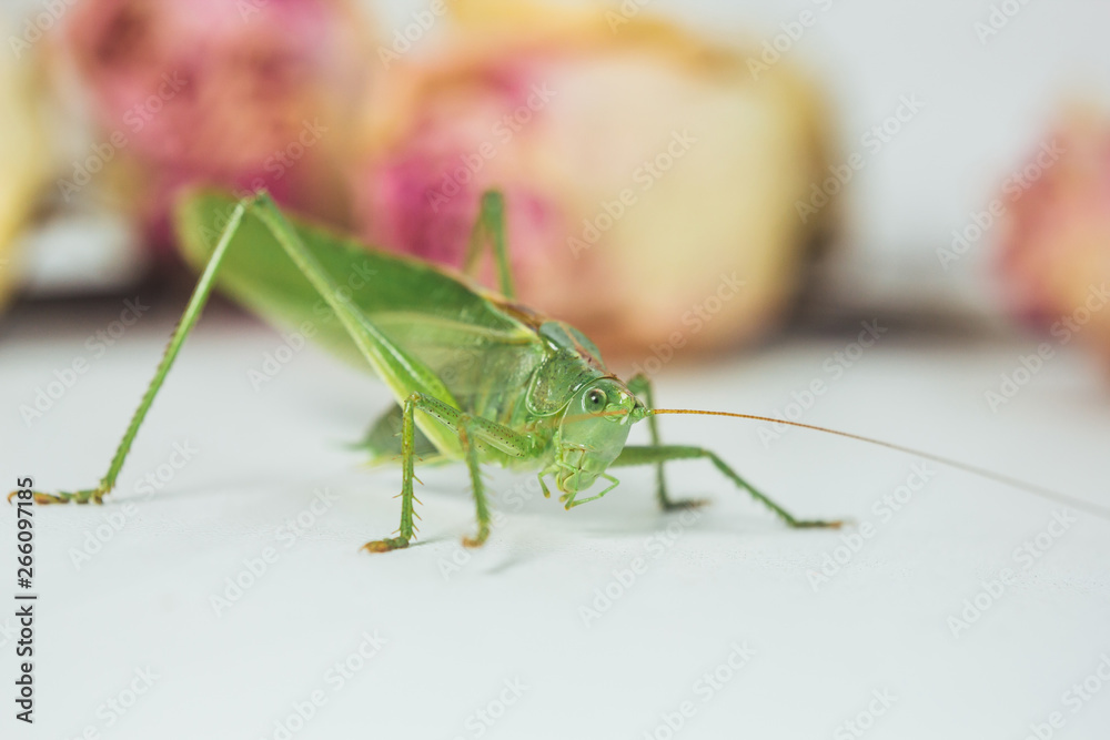 Locust or grasshopper on a white table close-up on a blurred background. live green harmful insect in macro. katydid. copy space Locust or grasshopper on a white table close-up on a blurred background. live green harmful insect in macro. katydid. copy space