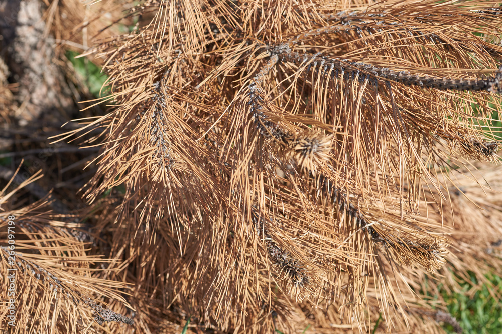 Fototapeta premium Brown needles on pine tree.