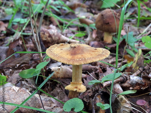 Brown inedible fungus