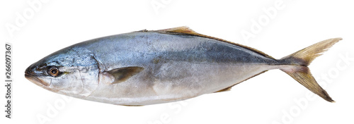 raw tuna fish