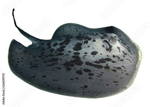 Marbled Ray (Black blotched Stingray) isolated on white background 