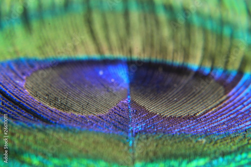 A peacock feather background © #CHANNELM2