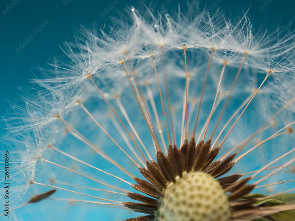 Obraz premium Pusteblume