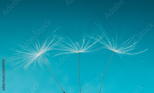 Pusteblume