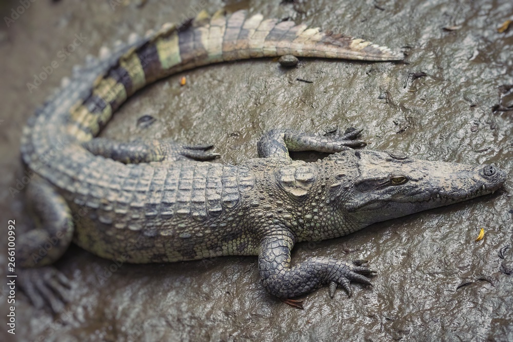 Portrait of many crocodiles at the farm in Vietnam, Asia. Selective Focus. Portrait of many crocodiles at the farm in Vietnam, Asia. Selective Focus.