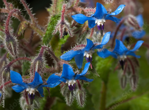 Borrago officinalis, borragine photo