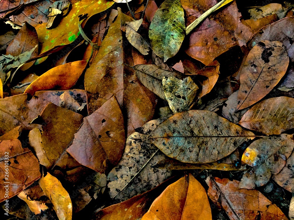 This is a brown leaf pile. Autumn leaves on the ground.