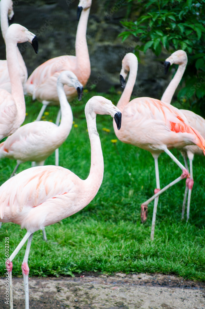 Group of Flamingo's