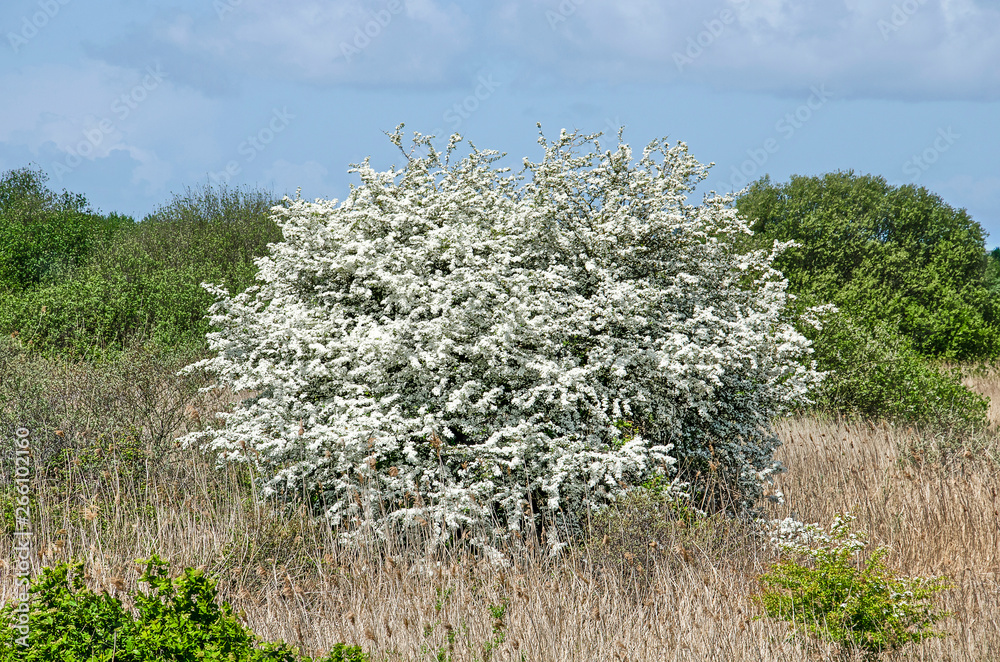 Bright white hawthorn bush in a landscape with reeds, bushes and trees on a sunny day in springtime on the island of Goeree, The Netherlands Bright white hawthorn bush in a landscape with reeds, bushes and trees on a sunny day in springtime on the island of Goeree, The Netherlands
