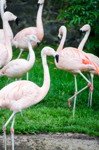 Group of Flamingo's