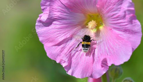 close on bumblebee on pink flower on green background