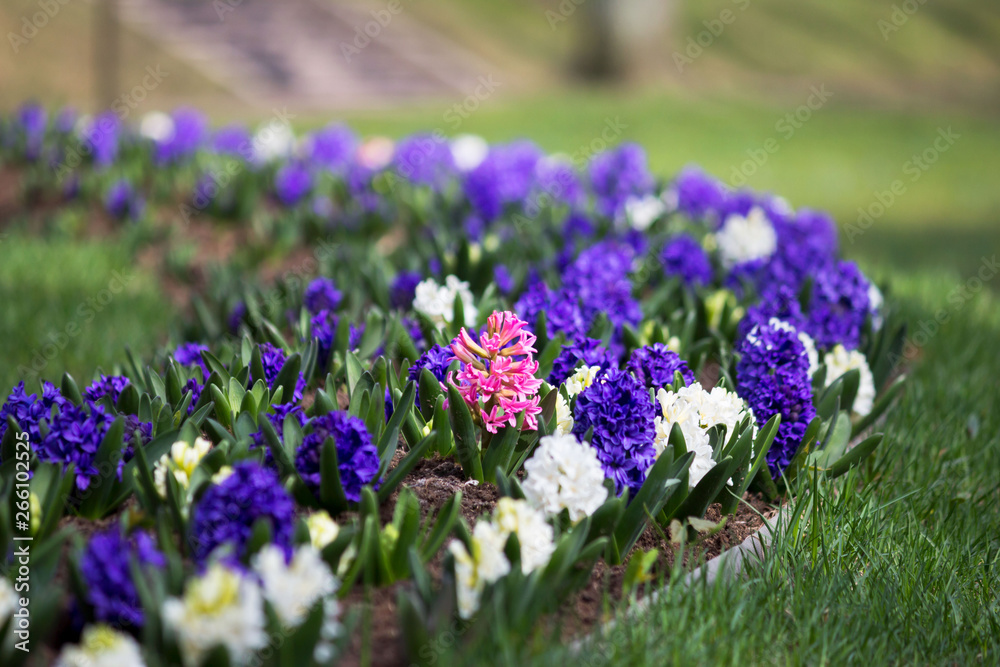 Group of purple, blue and white hyacinths of Hyacinthus flowers grows on flower bed in Gatchina park Group of purple, blue and white hyacinths of Hyacinthus flowers grows on flower bed in Gatchina park