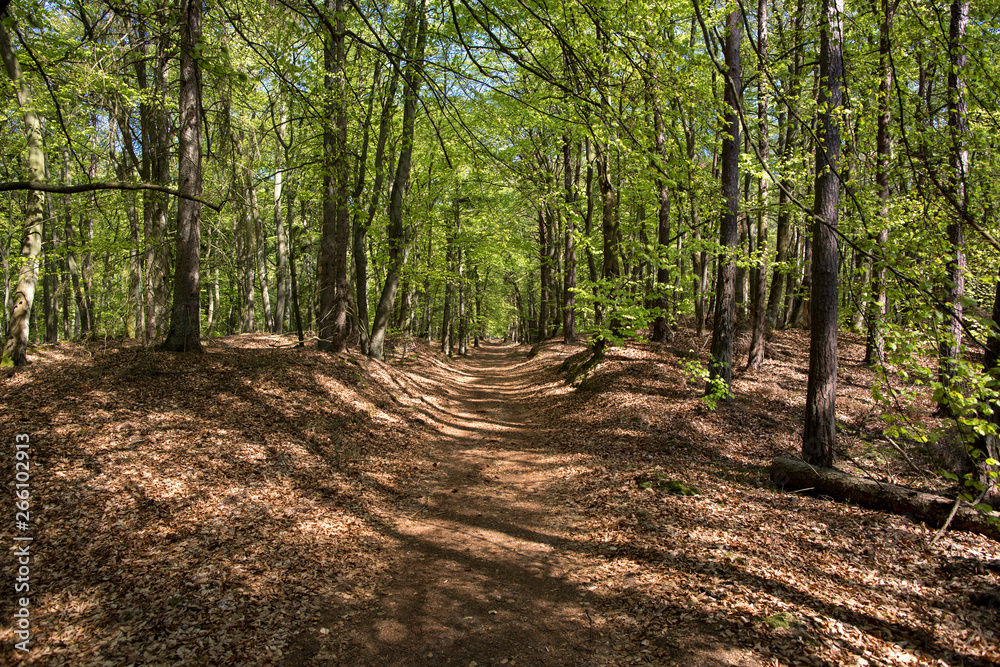 green forest with path, way, street