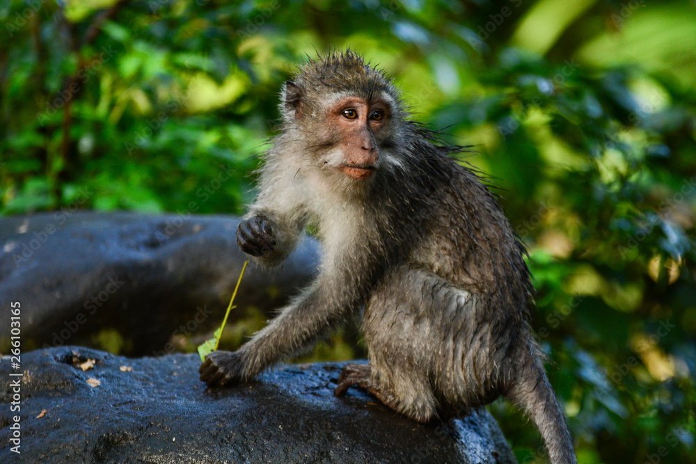 Naklejka premium Tiny little monkey at forest, Bali