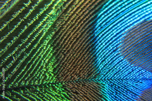 bright background the pattern of a peacock's tail