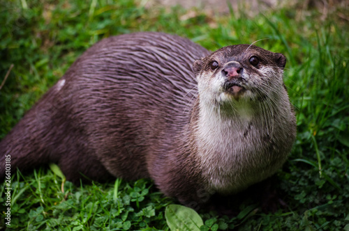 Close up of an Otter