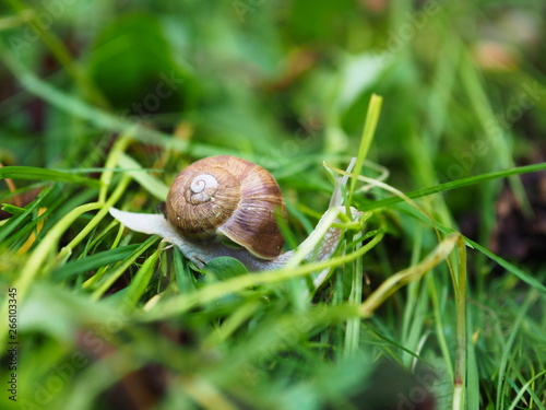 Schnecke kriechend auf grünem Gras. Weinbergschnecke im Garten.