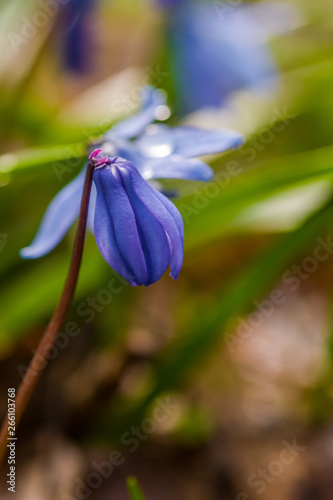 iris in garden