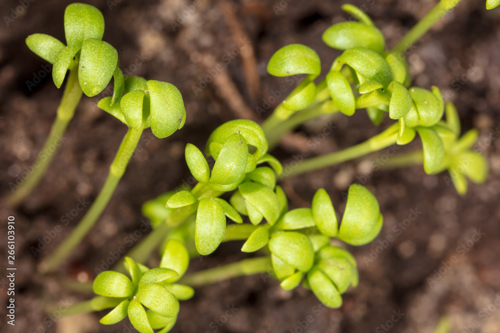 A small plant grows from the ground A small plant grows from the ground