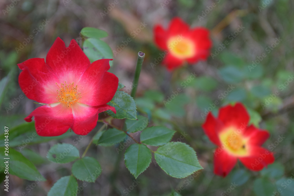 Climbing Rose Red Yellow Single Bloom 一重咲きのつるバラ レッド イエローのツートンカラー 上からのショット Stock Photo Adobe Stock