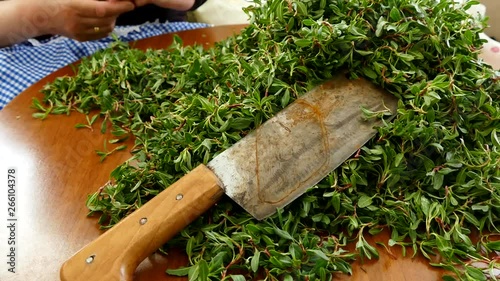 A woman cleans the madimak grass, smartweed renewed turkey grass, photo