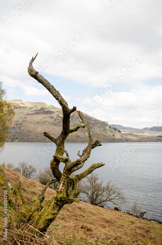 Dead Tree with Lake in Background © Walkerlee