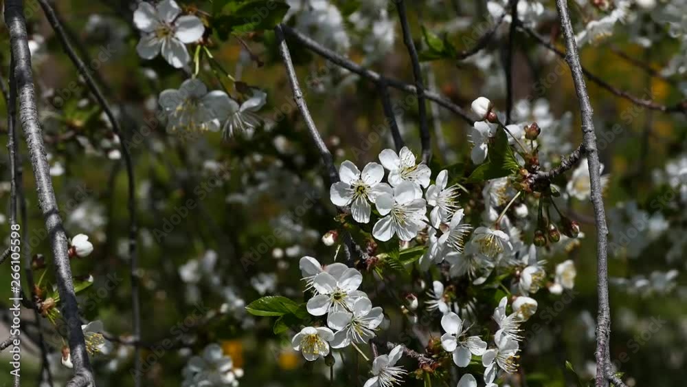 cherry tree filled with flowers, cherry tree cherry tree filled with flowers, cherry tree