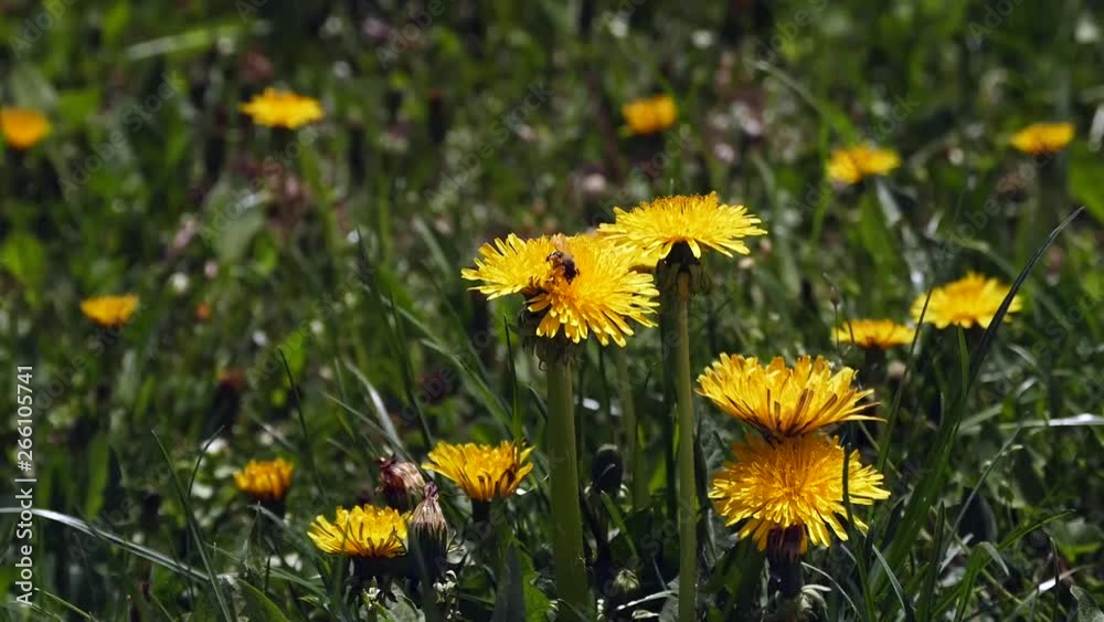 medical chicory plant and blossom, medical chicory plant and blossom,