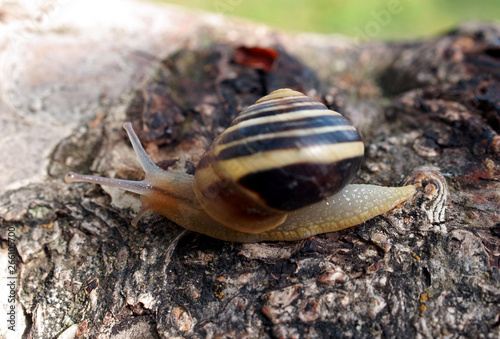 Snail on branch of tree.
