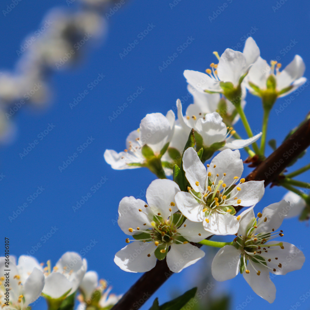 Beautiful white flowers of plum in spring against blue sky Beautiful white flowers of plum in spring against blue sky